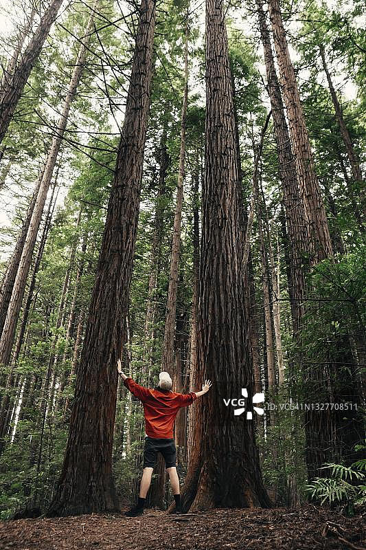 男人站在两棵树之间，怀卡雷瓦雷瓦红杉森林，新西兰北岛图片素材