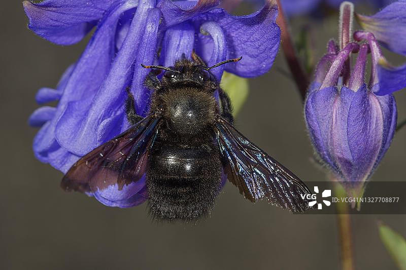 德国巴登-符腾堡州耧斗菜花上的紫色木匠蜂图片素材