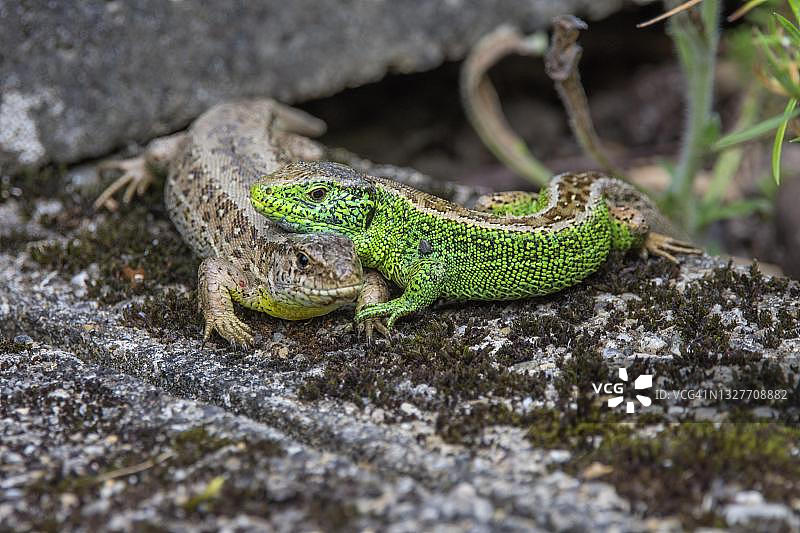 墙上的一对沙蜥，雄性将头放在雌性身上，德国巴登-符腾堡州图片素材
