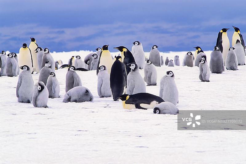 帝企鹅群落，位于阿特卡湾斯坦科姆-威尔斯冰川，威德尔海图片素材