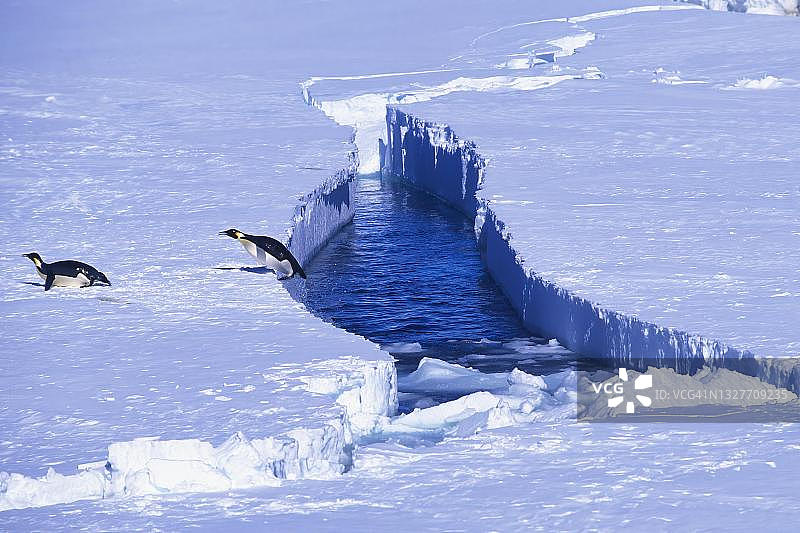 帝企鹅跃出水面，南极洲里斯尔-拉森冰架图片素材