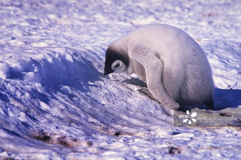 帝企鹅幼崽吃冰，威德尔海瑞塞尔-拉森冰架图片素材