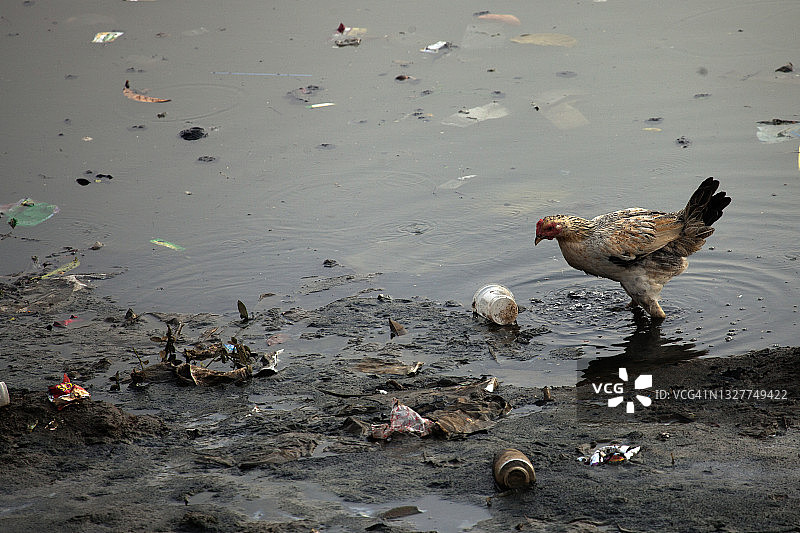 脏水中的鸡图片素材