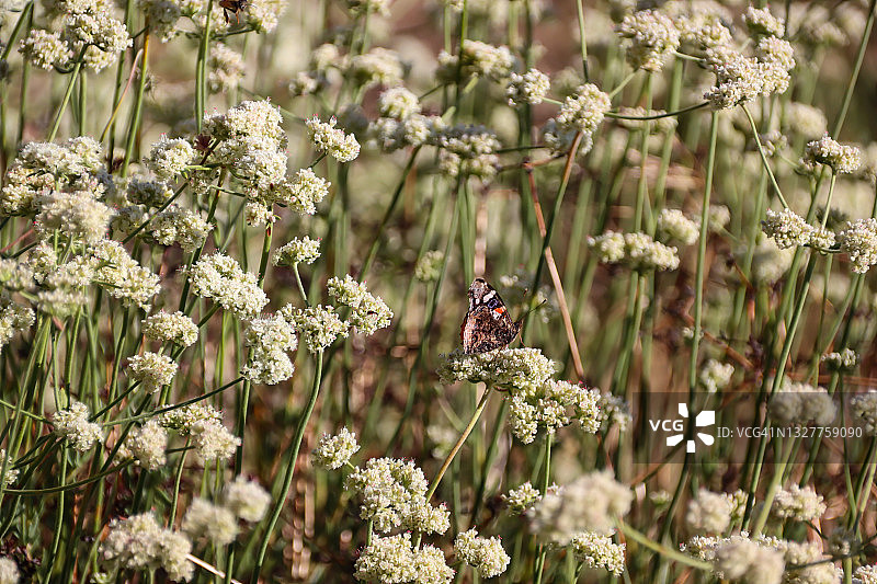 红色蛱蝶图片素材