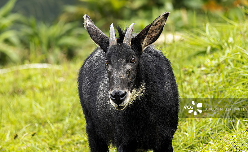 热带森林中的苏门答腊鬣羚图片素材