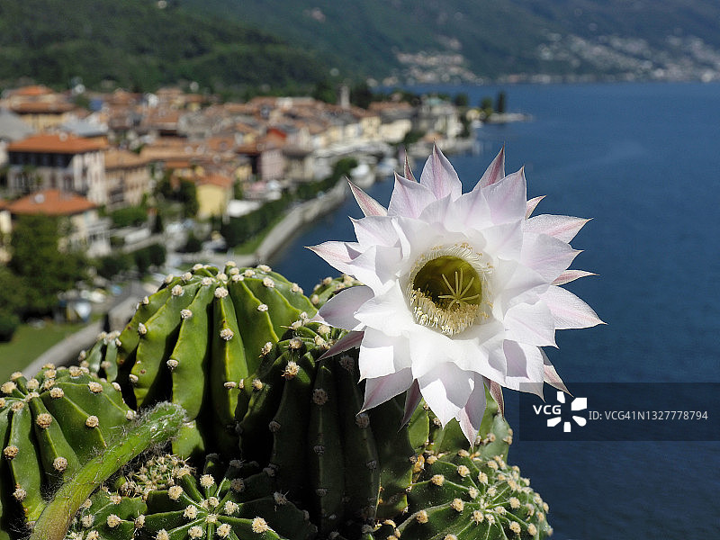 马焦雷湖附近的复活节百合仙人掌（Echinopsis oxygona）开花图片素材