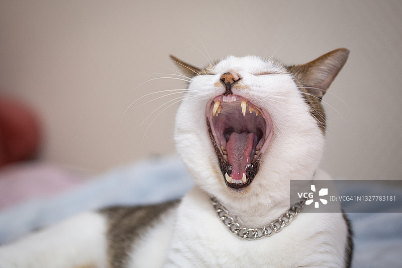 猫咪在床上打哈欠图片素材