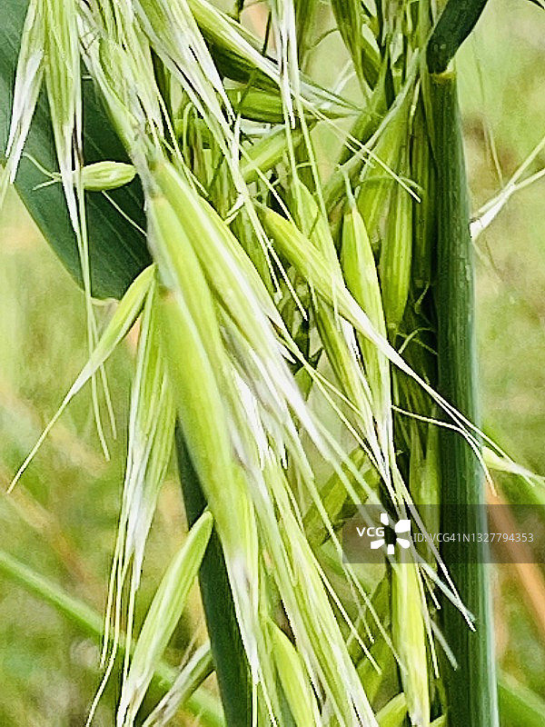 黑燕麦图片素材