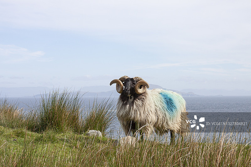 大西洋沿岸的绵羊（山丘之王）图片素材