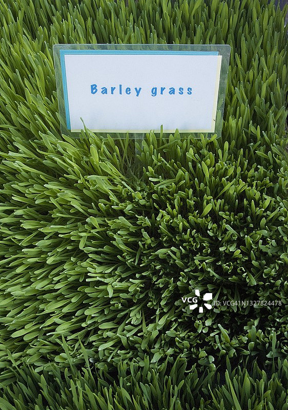 带标志牌的大麦草图片素材