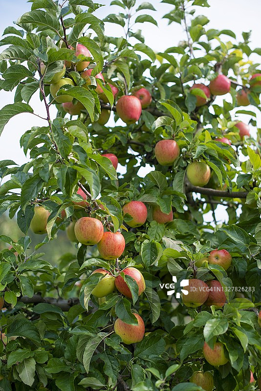 树上的苹果图片素材