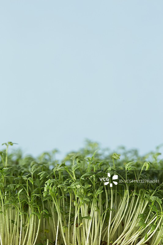 新鲜水芹（特写）图片素材