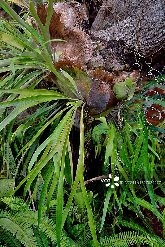 留尼汪岛二歧鹿角蕨图片素材
