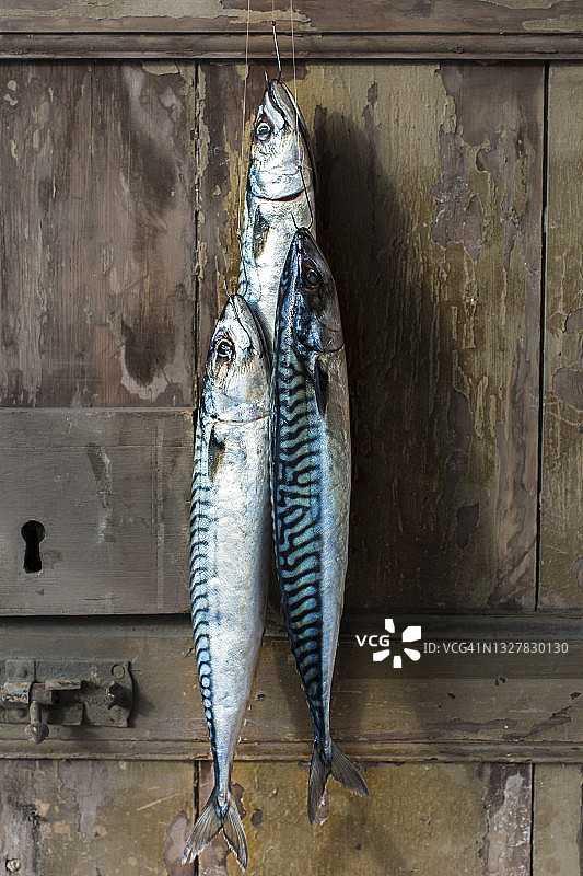 挂在门上的新鲜鲭鱼图片素材