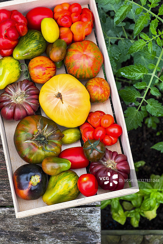 板条箱里的各种传家宝番茄图片素材