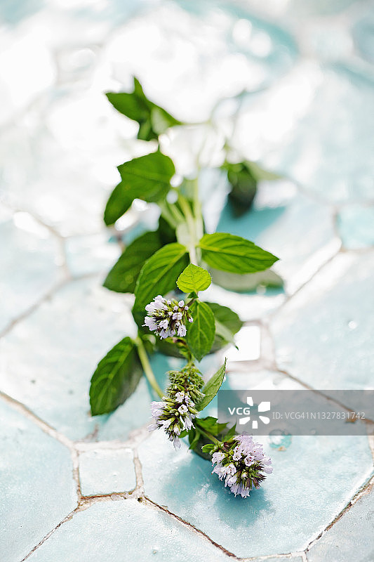 带花的新鲜薄荷图片素材