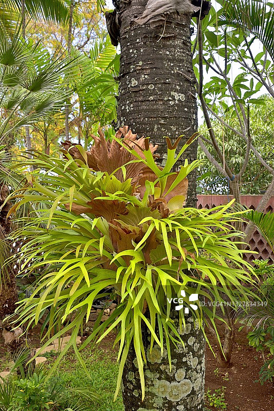 留尼汪岛二歧鹿角蕨图片素材