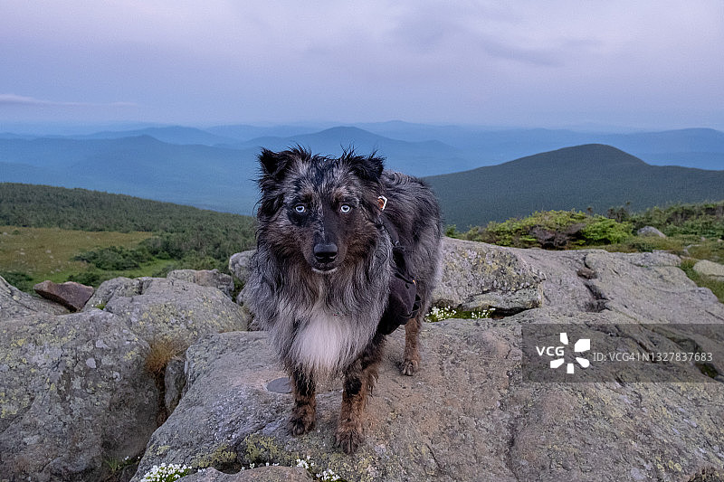 小狗的登山冒险图片素材