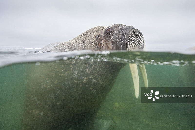 挪威斯瓦尔巴群岛拉格岛海象水下景观图片素材