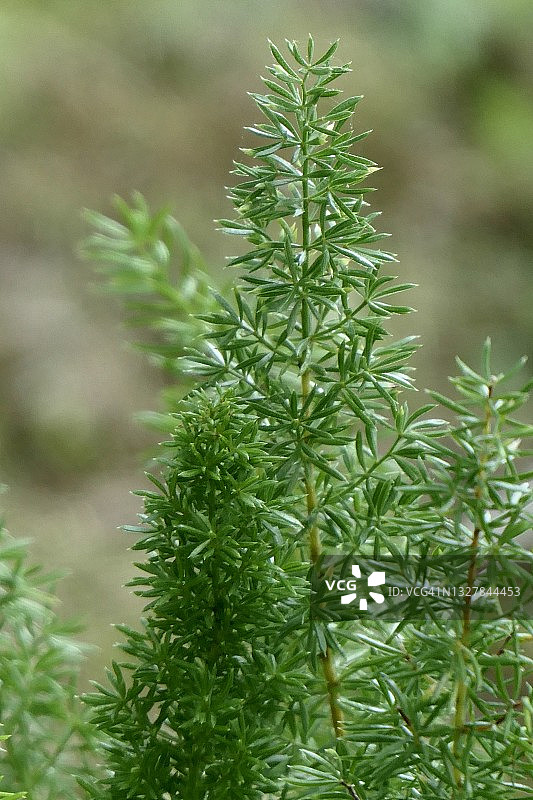 芦笋植物图片素材