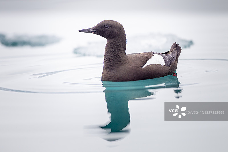 在挪威斯瓦尔巴群岛斯匹次卑尔根岛的富格尔峡湾游泳的黑海鸠图片素材