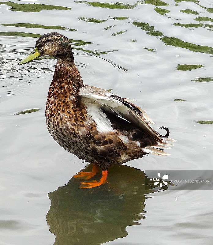 站在水中的绿头母鸭图片素材