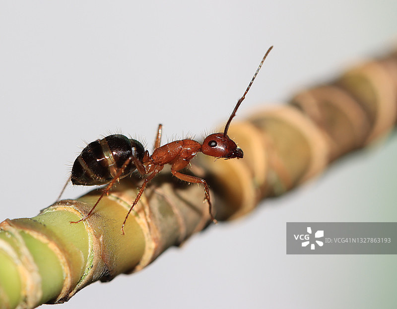 灰色背景下的植物茎上的蚂蚁图片素材