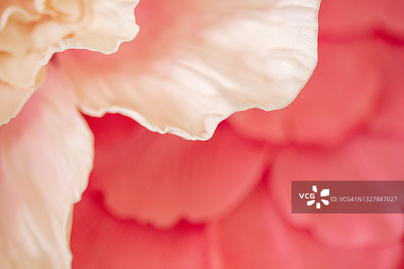 粉色花朵的花瓣图片素材