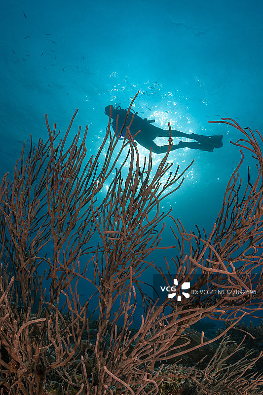 帕劳乌龙沙洲的珊瑚和潜水员，密克罗尼西亚图片素材