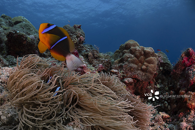 艾勒氏海葵鱼和海葵 - 帕劳，密克罗尼西亚图片素材