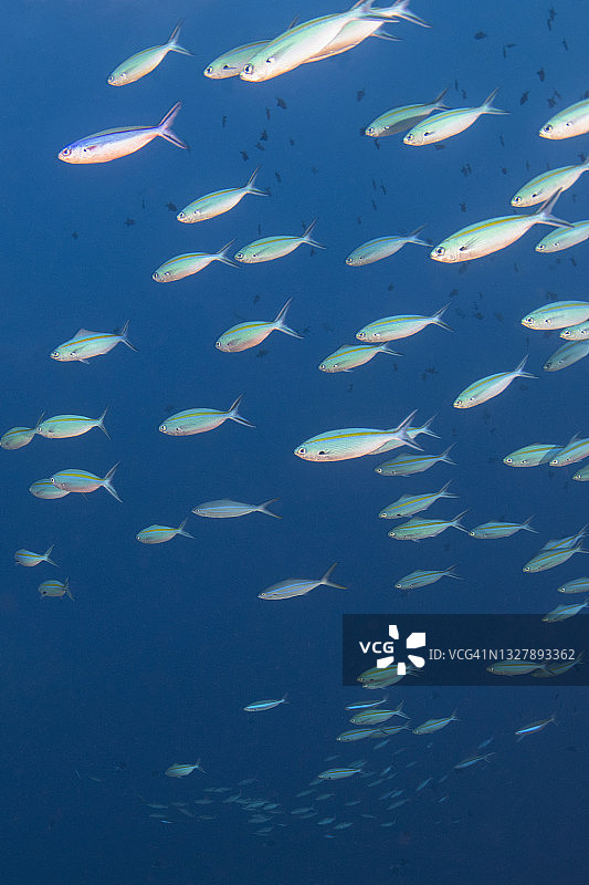 大群鱼 - 帕劳，密克罗尼西亚图片素材