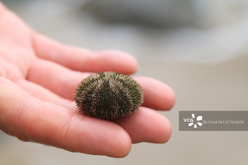 近距离拍摄手中的新鲜海胆（马粪海胆）图片素材