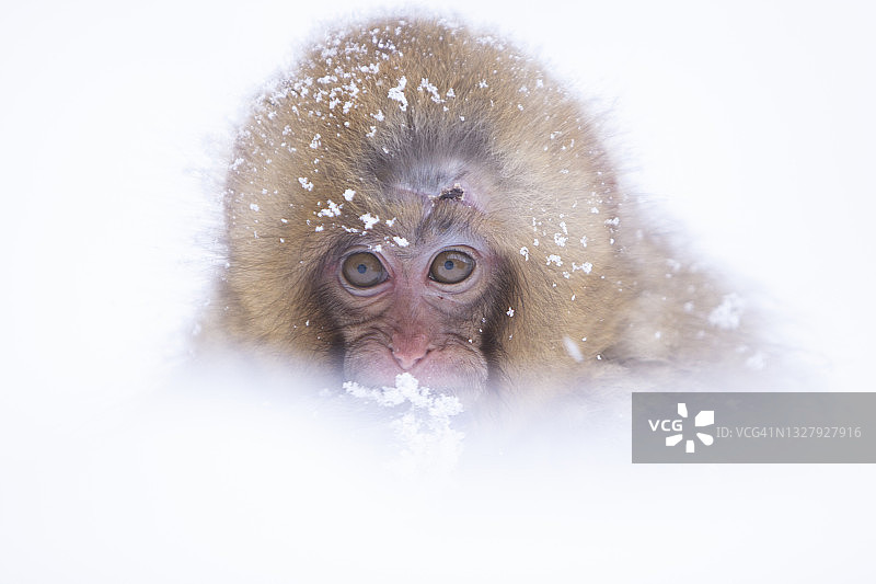 雪猴图片素材