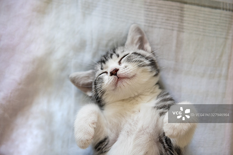 可爱的小猫在床上睡觉图片素材