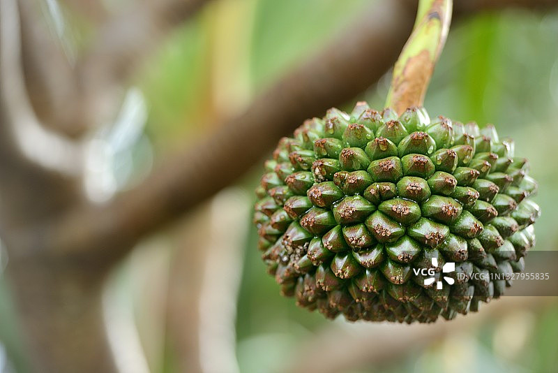 留尼汪岛，Atte（克里奥尔语中的Zatte），内陆或肉桂树的果实图片素材