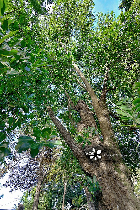 留尼汪岛塔卡马卡：常绿热带树木图片素材