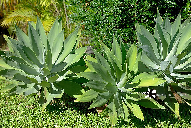 留尼汪岛，龙舌兰图片素材