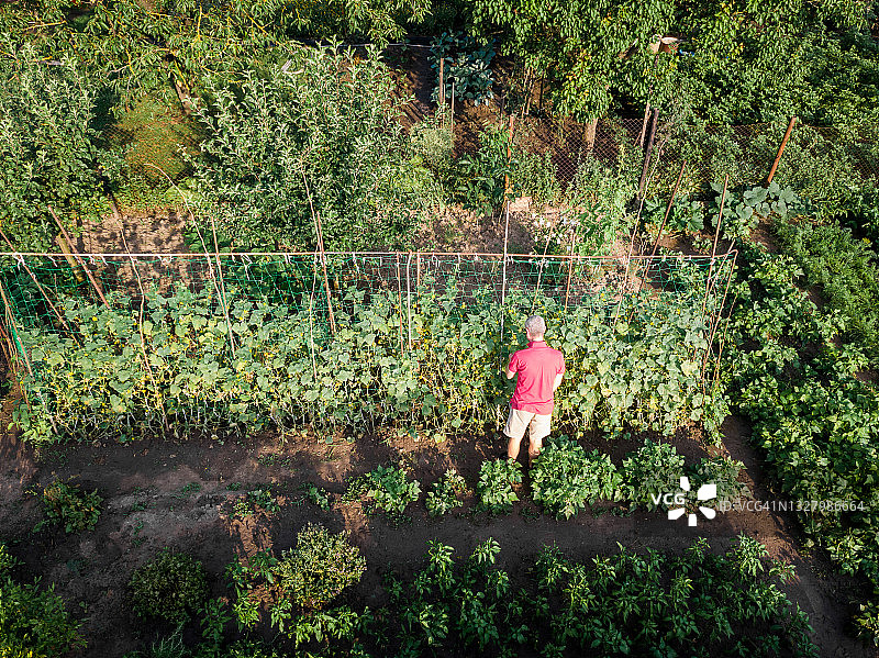 男子在菜园工作航拍鸟瞰图片素材