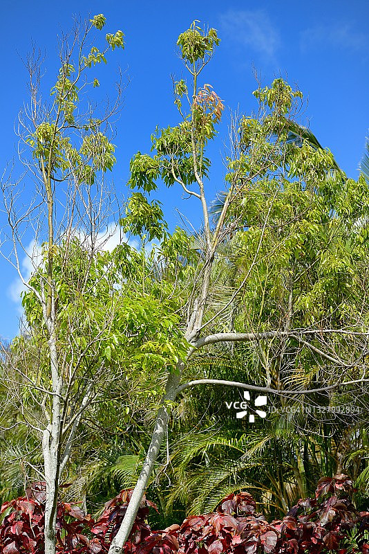 留尼汪岛肉桂树图片素材