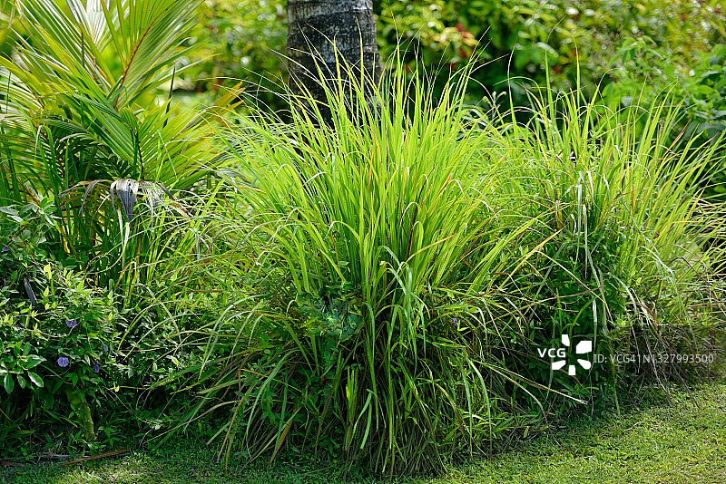 留尼汪岛香茅“印度马鞭草”图片素材
