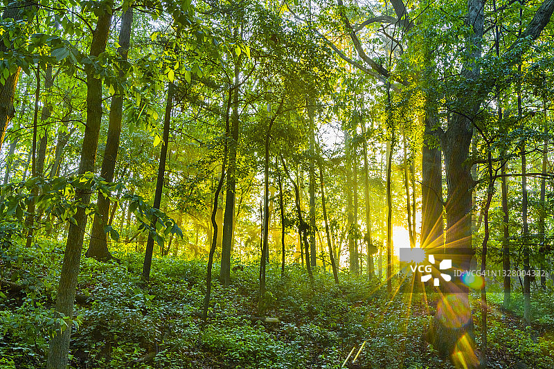 黎明时分阳光穿透薄雾森林图片素材