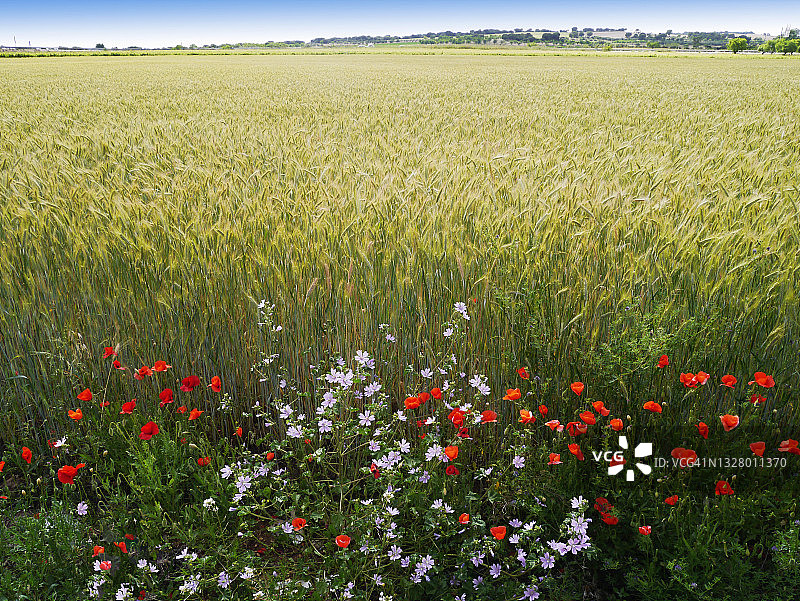 春季麦田与野花图片素材