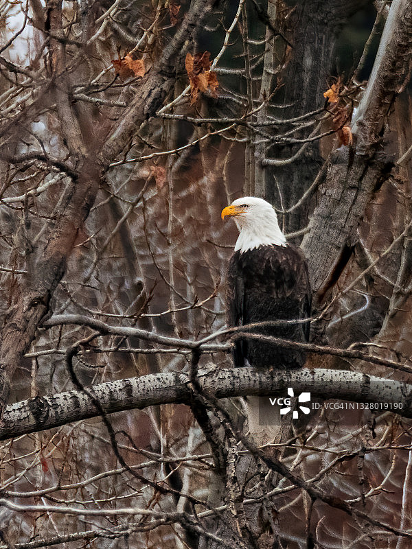 秃鹰栖息在树枝上图片素材