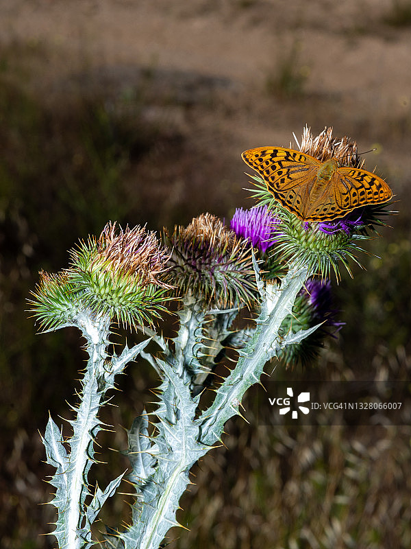 深绿色贝母蝴蝶 - Mariposa Naranja en Cardo图片素材