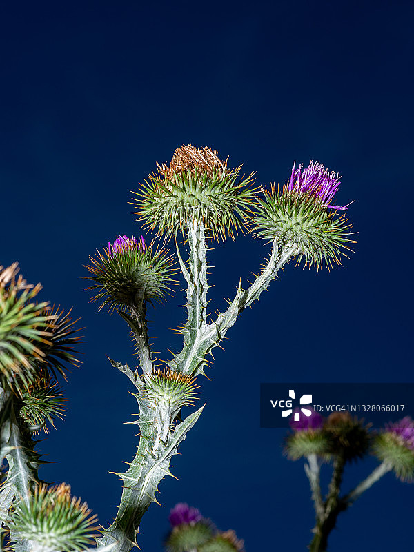 Cirsium Vulgare - 蓝天下的野蓟图片素材