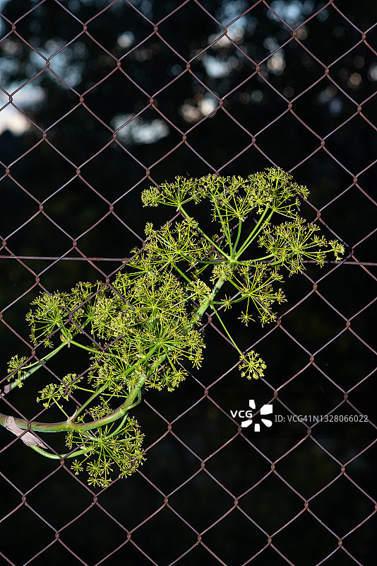 穿过钢网的茴香图片素材