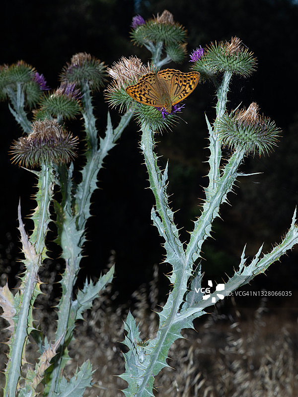 深绿色贝母蝴蝶 - Mariposa Naranja en Cardo图片素材