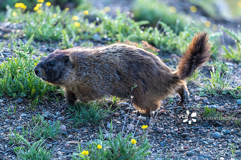 黄腹旱獭系列图片素材