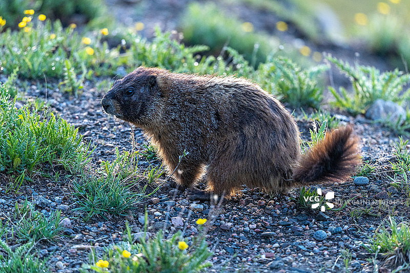 黄腹旱獭系列图片素材