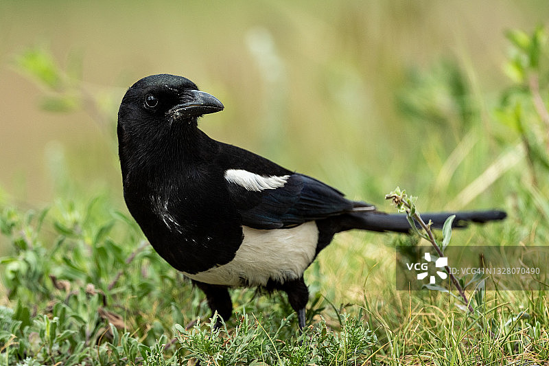 黑嘴鹊图片素材